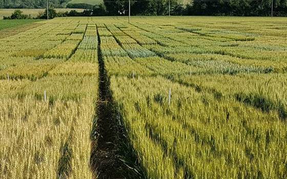 La nuova frontiera dei frumenti teneri e duri al servizio della filiera Made in Italy